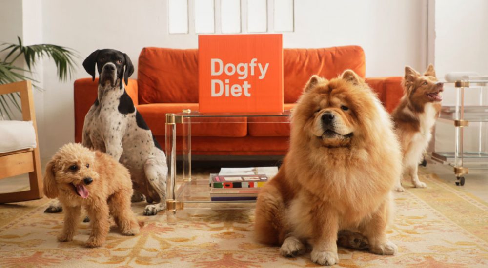 Dogfy Diet: Nutrición personalizada para el bienestar de tu perro