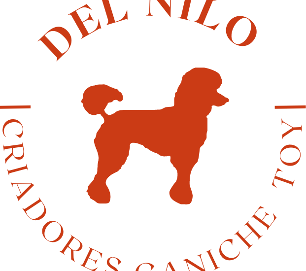Opiniones de los cachorros del criadero Caniche Toy del Nilo: descubre su carácter, cómo vive en casa y dónde reservar
